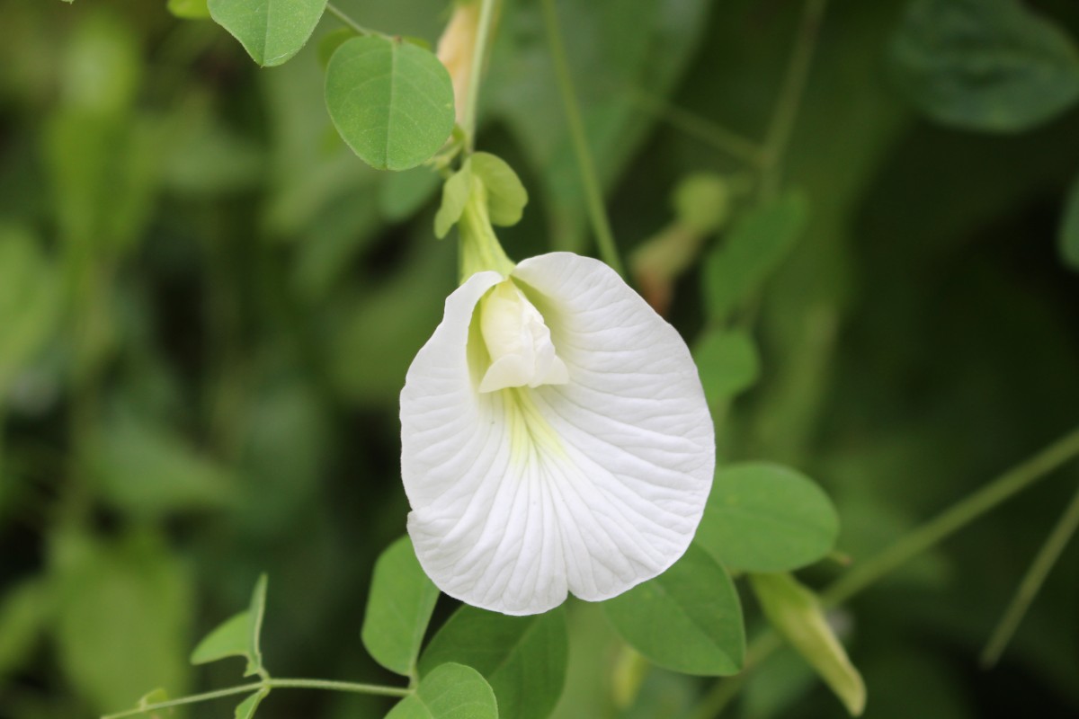 Clitoria ternatea L.